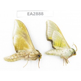 Sphingidae sp. China, Guizhou, Bijie area, Dafang county. 2Pcs. EA2888.