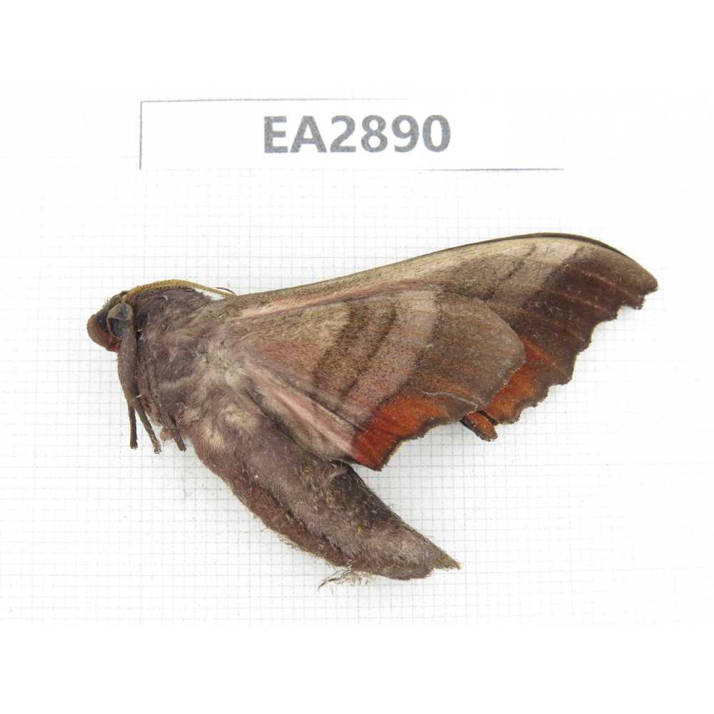 Sphingidae sp. China, Guizhou, Bijie area, Dafang county. 1Pcs. EA2890.