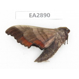 Sphingidae sp. China, Guizhou, Bijie area, Dafang county. 1Pcs. EA2890.