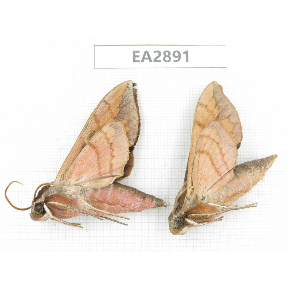 Sphingidae sp. China, Guizhou, Bijie area, Dafang county. 2Pcs. EA2891.