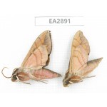 Sphingidae sp. China, Guizhou, Bijie area, Dafang county. 2Pcs. EA2891.