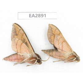 Sphingidae sp. China, Guizhou, Bijie area, Dafang county. 2Pcs. EA2891.