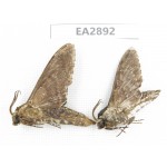 Sphingidae sp. China, Guizhou, Bijie area, Dafang county. 2Pcs. EA2892.