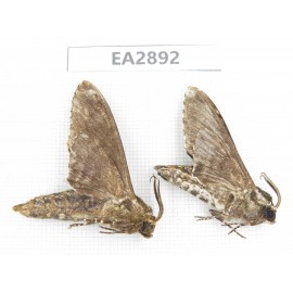 Sphingidae sp. China, Guizhou, Bijie area, Dafang county. 2Pcs. EA2892.