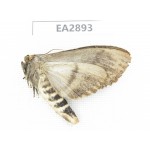 Sphingidae sp. China, Guizhou, Bijie area, Dafang county. 1Pcs. EA2893.