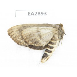 Sphingidae sp. China, Guizhou, Bijie area, Dafang county. 1Pcs. EA2893.