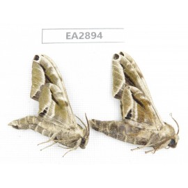 Sphingidae sp. China, Guizhou, Bijie area, Dafang county. 2Pcs. EA2894.