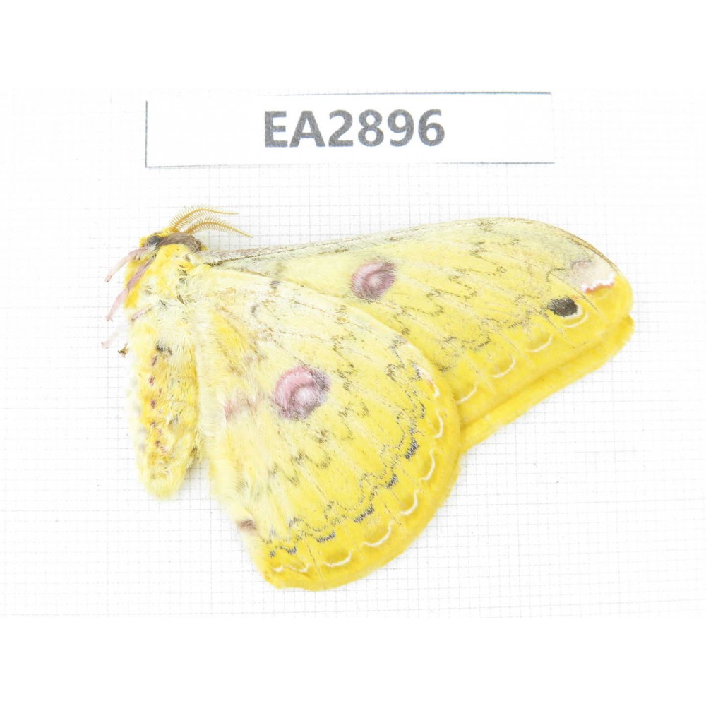 Saturniidae sp. China, Guizhou, Bijie area, Dafang county. 1Pcs. EA2896.