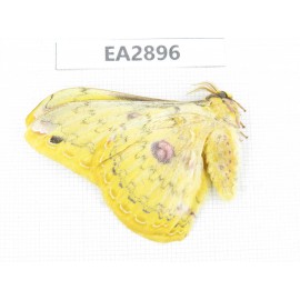 Saturniidae sp. China, Guizhou, Bijie area, Dafang county. 1Pcs. EA2896.