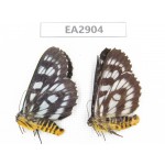 Day flying moths sp. China, W of Sichuan, Ganzi area, Mt.Gonggashan. 2Pcs. EA2904.