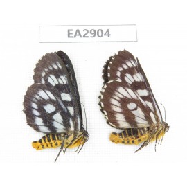Day flying moths sp. China, W of Sichuan, Ganzi area, Mt.Gonggashan. 2Pcs. EA2904.