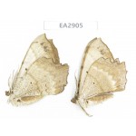 Geometridae sp. China, W of Sichuan, Ganzi area, Mt.Gonggashan. 2Pcs. EA2905.