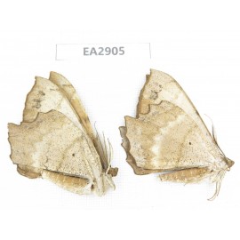 Geometridae sp. China, W of Sichuan, Ganzi area, Mt.Gonggashan. 2Pcs. EA2905.