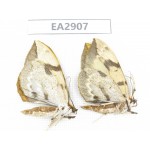 Geometridae sp. China, W of Sichuan, Ganzi area, Mt.Gonggashan. 2Pcs. EA2907.