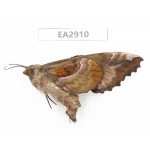 Sphingidae sp. China, SE of Guizhou, Mt.Leigongshan. 1Pcs. EA2910.