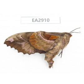 Sphingidae sp. China, SE of Guizhou, Mt.Leigongshan. 1Pcs. EA2910.