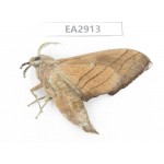 Sphingidae sp. China, SE of Guizhou, Mt.Leigongshan. 1Pcs. EA2913.