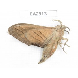 Sphingidae sp. China, SE of Guizhou, Mt.Leigongshan. 1Pcs. EA2913.