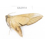 Sphingidae sp. China, SE of Guizhou, Mt.Leigongshan. 1Pcs. EA2914.