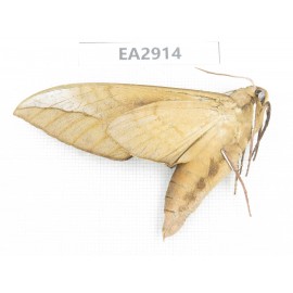 Sphingidae sp. China, SE of Guizhou, Mt.Leigongshan. 1Pcs. EA2914.