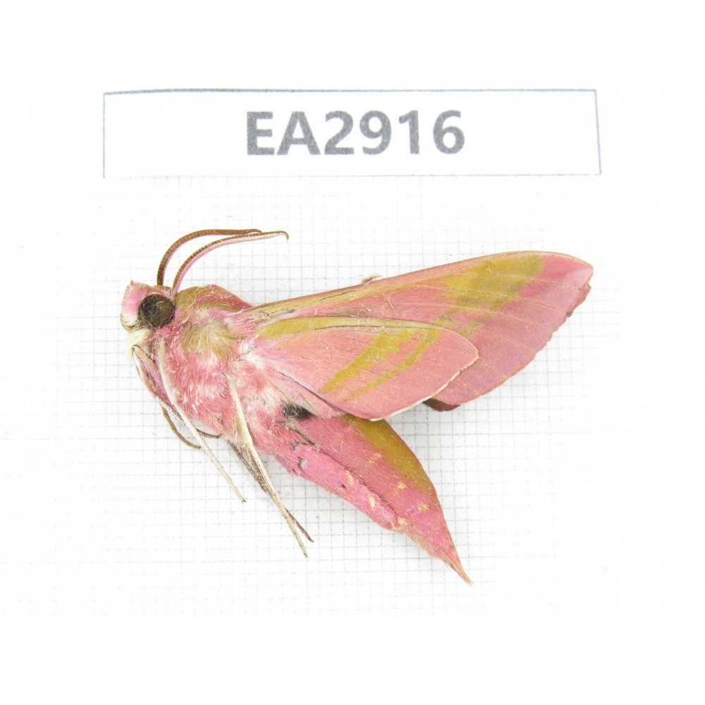 Sphingidae sp. China, SE of Guizhou, Mt.Leigongshan. 1Pcs. EA2916.
