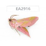 Sphingidae sp. China, SE of Guizhou, Mt.Leigongshan. 1Pcs. EA2916.