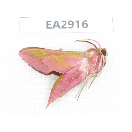 Sphingidae sp. China, SE of Guizhou, Mt.Leigongshan. 1Pcs. EA2916.