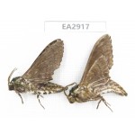Sphingidae sp. China, SE of Guizhou, Mt.Leigongshan. 2Pcs. EA2917.