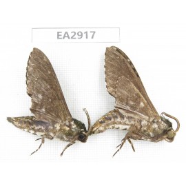 Sphingidae sp. China, SE of Guizhou, Mt.Leigongshan. 2Pcs. EA2917.