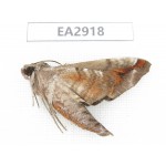 Sphingidae sp. China, SE of Guizhou, Mt.Leigongshan. 1Pcs. EA2918.