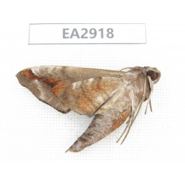 Sphingidae sp. China, SE of Guizhou, Mt.Leigongshan. 1Pcs. EA2918.