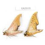 Sphingidae sp. China, SE of Guizhou, Mt.Leigongshan. 2Pcs. EA2919.