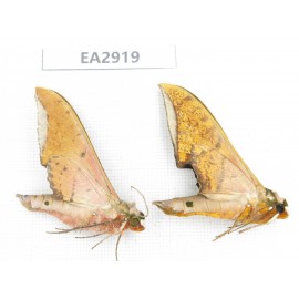 Sphingidae sp. China, SE of Guizhou, Mt.Leigongshan. 2Pcs. EA2919.