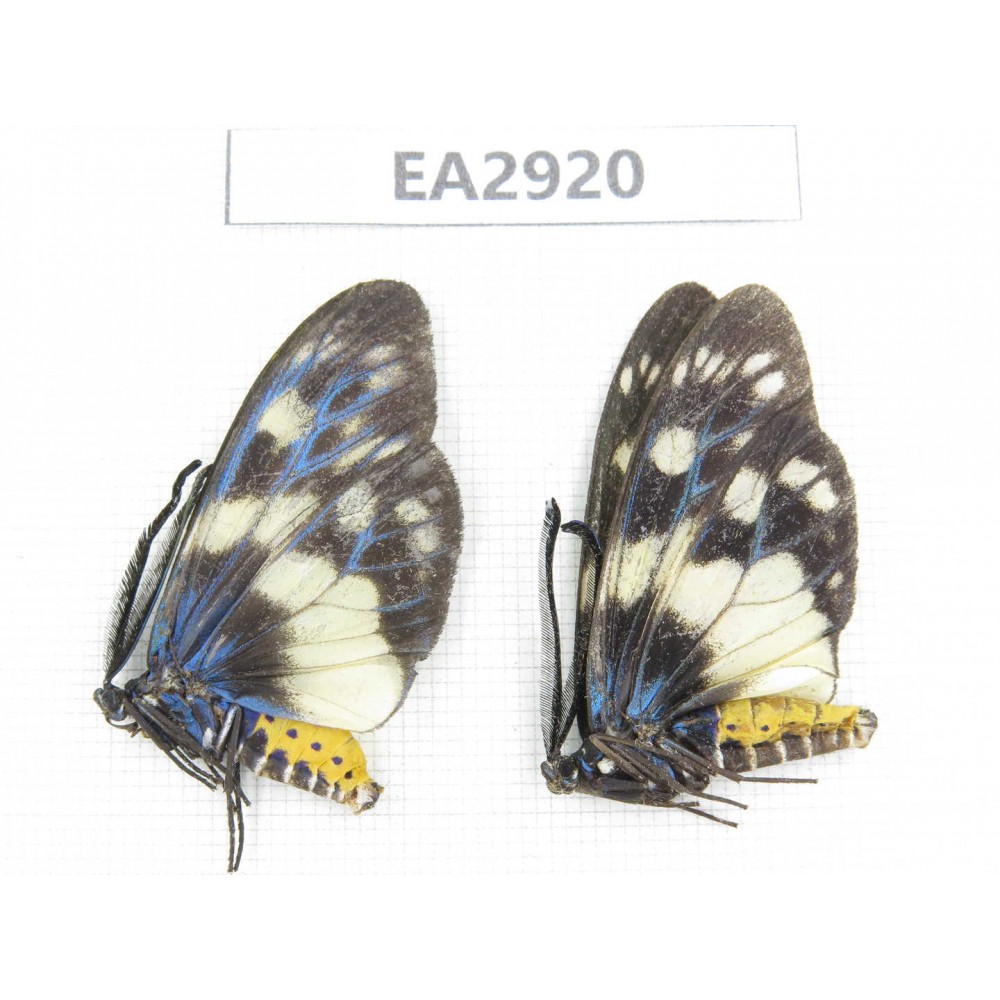 Day flying moths sp. China, SE of Guizhou, Mt.Leigongshan. 2Pcs. EA2920.