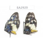 Day flying moths sp. China, SE of Guizhou, Mt.Leigongshan. 2Pcs. EA2920.