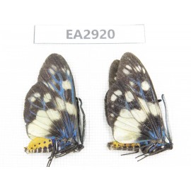 Day flying moths sp. China, SE of Guizhou, Mt.Leigongshan. 2Pcs. EA2920.