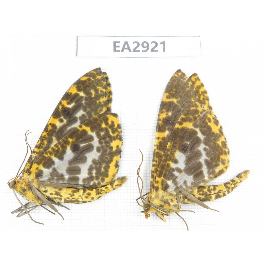 Geometridae sp. China, SE of Guizhou, Mt.Leigongshan. 2Pcs. EA2921.