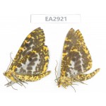 Geometridae sp. China, SE of Guizhou, Mt.Leigongshan. 2Pcs. EA2921.