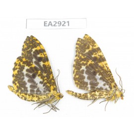 Geometridae sp. China, SE of Guizhou, Mt.Leigongshan. 2Pcs. EA2921.