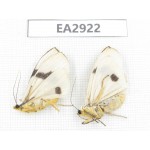 Arctiidae sp. China, SE of Guizhou, Mt.Leigongshan. 2Pcs. EA2922.