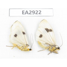Arctiidae sp. China, SE of Guizhou, Mt.Leigongshan. 2Pcs. EA2922.