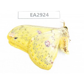 Saturniidae sp. China, SE of Guizhou, Mt.Leigongshan. 1Pcs. EA2924.