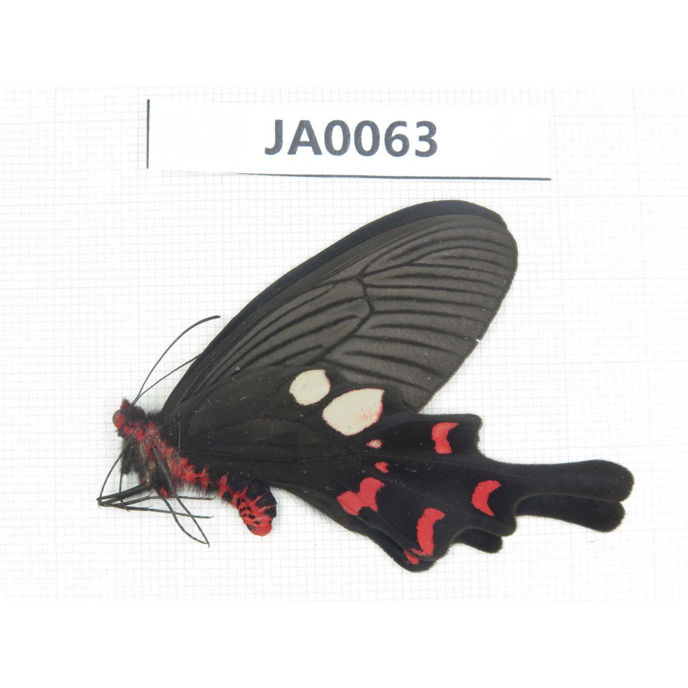 Byasa rhadinus. China, W of Yunnan, Dali, S of Mt.Cangshan. 1M. JA0063.