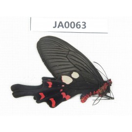 Byasa rhadinus. China, W of Yunnan, Dali, S of Mt.Cangshan. 1M. JA0063.