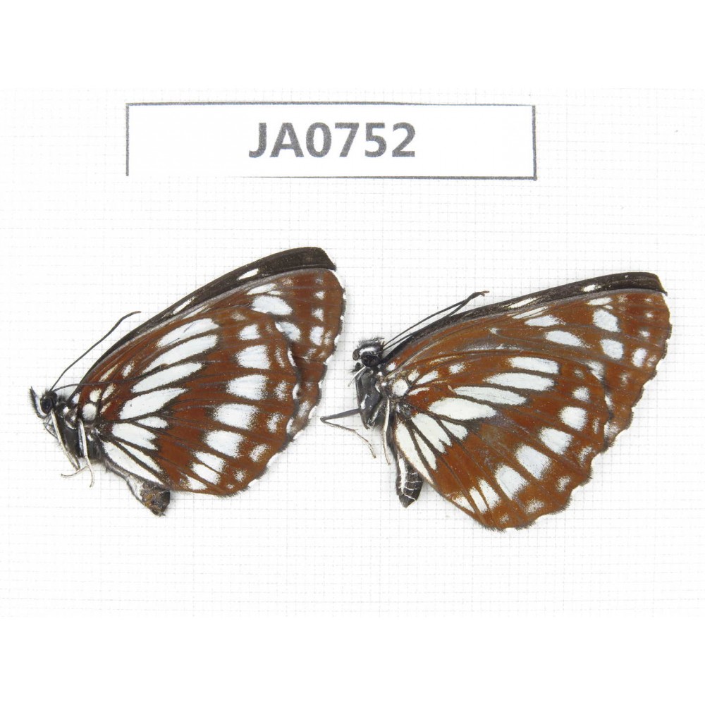 Neptis dejeani. China, SW Sichuan, Xiangcheng county. 2F. JA0752.