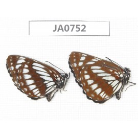 Neptis dejeani. China, SW Sichuan, Xiangcheng county. 2F. JA0752.