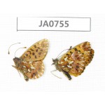 Issoria sp. China, SW Sichuan, Xiangcheng county. 2M. JA0755.