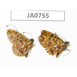 Issoria sp. China, SW Sichuan, Xiangcheng county. 2M. JA0755.
