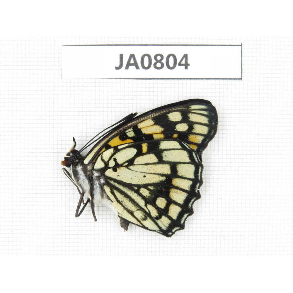 Sephisa princeps. China, W of Yunnan, N of Mt.Biluoxueshan. 1M. JA0804.