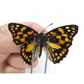 Sephisa princeps. China, W of Yunnan, N of Mt.Biluoxueshan. 1M. JA0804.